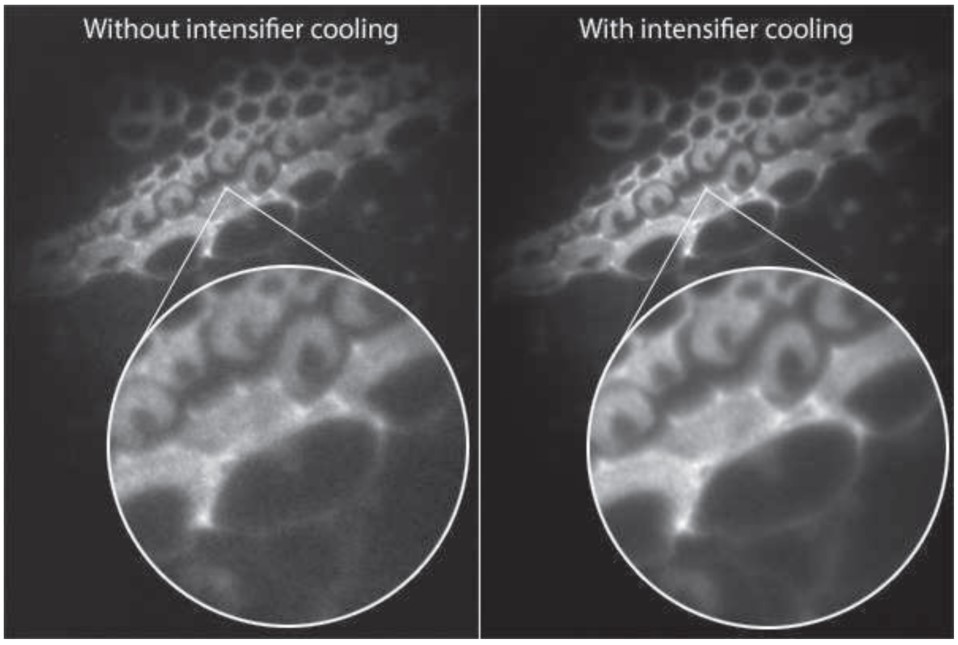 HiCAM Fluo: Ultra-High-Speed Fluorescence Imaging - Lambert