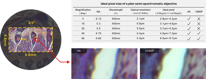 Ideal pixel size of a plan semi apochromatic objective
