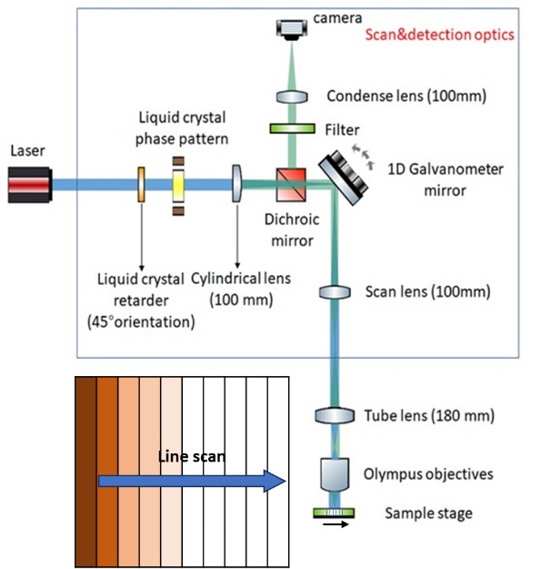 Line scanning confocal microscopy