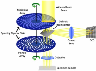 Spinning disk confocal microscopy